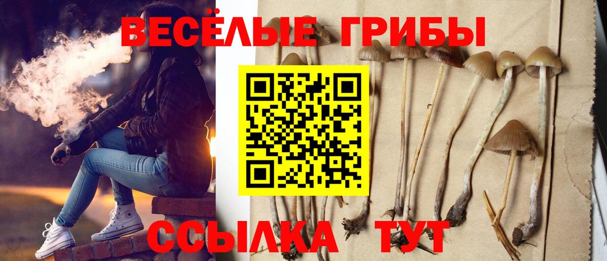 Галлюциногенные грибы Magic Shrooms  Вход с VPN  Галлюциногенные грибы Psilocybine cubensis  Сунжа 